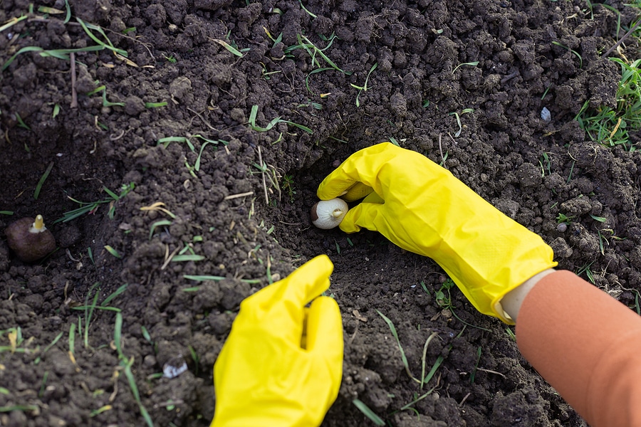 Top 5 Benefits of Using Lawn Fertilizer