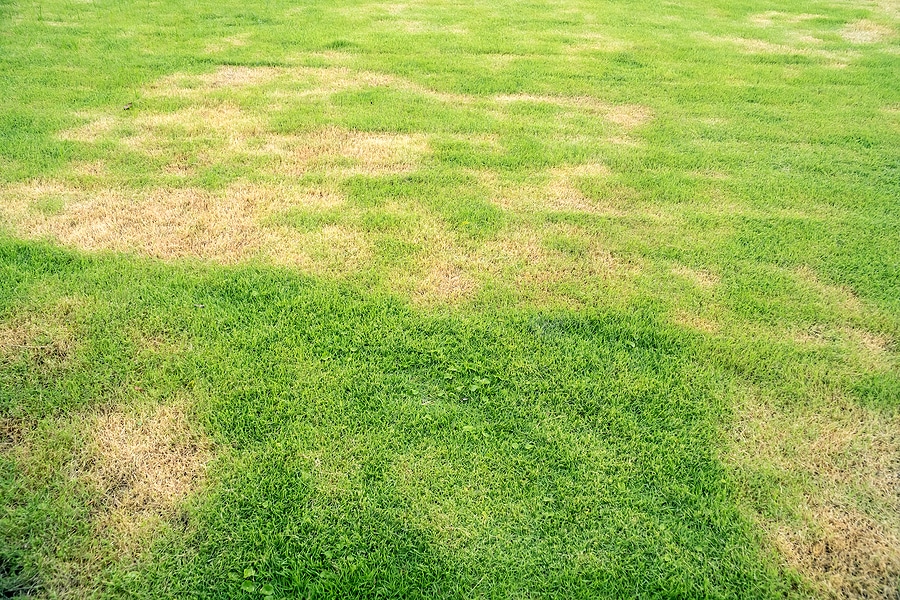 Lawn Renovation and Repair Service